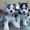 Фото №3. Twee Siberische Husky-Puppy's Voor Herplaatsing.  Уругвай