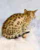 Дополнительные фото: Исключительные котята Саванны F4