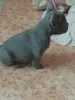 Дополнительные фото: Французский бульдог