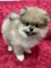 Фото №1. померанский шпиц - купить в Мехико за договорная. Объявление №167141
