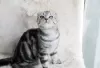 Дополнительные фото: Scottish fold