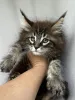 Дополнительные фото: Котята мейн-кун