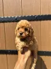 Фото №4. Продажа пуделя (той) в Реклама  - цена Бесплатно