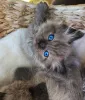 Дополнительные фото: Кошки рэгдоллы мужского и женского пола на усыновление