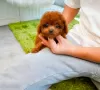 Дополнительные фото: Sweet Home Trianed Toy Poodle Puppies sale