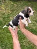 Дополнительные фото: Beagle Puppy
