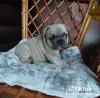 Фото №4. Продажа французского бульдога в Минске частное объявление - цена 52181₽