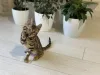 Дополнительные фото: Шикарный Бенгальский мальчик