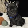 Фото №1. французский бульдог - купить в Баден за договорная. Объявление №157837