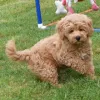 Фото №3. Laci Goldendoodle, девочка в возрасте 11 недель, готова отправиться домой.  Германия