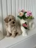 Дополнительные фото: Maltipoo Puppy для усыновления