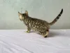 Дополнительные фото: Шикарные Бенгальские котята