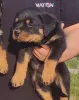 Дополнительные фото: Rottweiler красивые щенки
