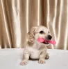 Дополнительные фото: Предлагается на продажу щенок кремовая такса, Cream dachshund golden, Редкий