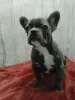 Фото №1. французский бульдог - купить в Бресте за договорная. Объявление №165454