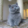 Фото №2 к объявлению №138784 о продаже британская короткошёрстная - купить в Германии заводчик