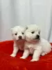 Дополнительные фото: Pomsky puppies (Щенки Помски)