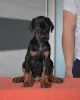 Фото №3. Urocze szczenięta dobermana do adopcji.  Польша
