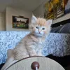 Дополнительные фото: Очень милые сибирские котята мужского и женского пола.