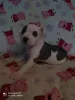 Дополнительные фото: Магда Левандовска