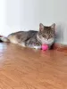 Дополнительные фото: Мэй, серебристо-дымчатая кошечка, ищет свой дом