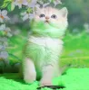 Фото №2 к объявлению №138916 о продаже британская короткошёрстная - купить в Германии частное объявление, заводчик