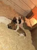 Фото №3. Jack russel puppies....whatsapp me at 44 7453 907158.  Нидерланды