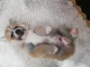Фото №3. gift adorable Akita puppies.  Италия