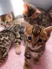 Фото №3. Потрясающие бенгальские кошки с яркими розочками и отличным темпераментом. Швейцария