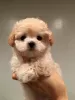 Дополнительные фото: Wunderschöne Maltipoo-Welpen zur Adoption