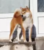 Дополнительные фото: Shiba-inu female whith FCI documents