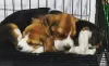 Фото №2 к объявлению №161796 о продаже бигля - купить в Бельгии частное объявление, заводчик