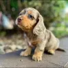 Фото №3. У нас есть щенки Dachshund, доступный бизнес WhatsApp, контакт 447537984050.  Финляндия