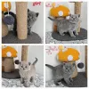 Фото №3. Доступны британские котят британские шорт-котят. Германия