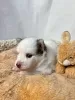 Дополнительные фото: Pomsky puppies (Щенки Помски)