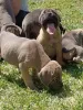 Дополнительные фото: Щенки кане корсо