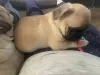 Дополнительные фото: pug