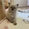 Дополнительные фото: Ragdoll Kitten