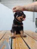 Дополнительные фото: Rottweiler красивые щенки