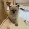 Дополнительные фото: Ragdoll Kitten