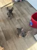 Фото №3. Kc registered French bulldogs..whatsapp me at 44 7453 907158.  Великобритания