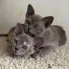 Фото №1. бурма - купить в Capelle Aan den ijssel за договорная. Объявление №172259
