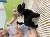Фото №3. Black Toy Poodle Girl Родилась 13 мая 2025 года..  Болгария