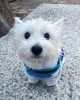Фото №3. Бесплатное спасение Westie только для усыновления.  Великобритания