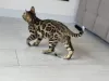 Дополнительные фото: Шикарный Бенгальский кот