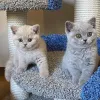 Фото №1. британская короткошёрстная - купить в Цюрих за 37107₽. Объявление №172513
