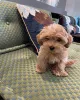 Фото №3. Доступны 5 щенков CuteTeacupMaltipoo, самки, зарегистрированы в AKC, проверены.  Германия