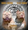 Фото №3. American Bully.  Россия