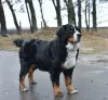 Дополнительные фото: Puppies Bernky Zennenhund