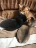 Дополнительные фото: Чаузи chausie котята